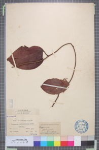 Specimen thumbnail